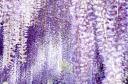 elly120064938_tp_v.jpg