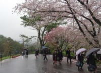 満開の桜の下を登校する生徒