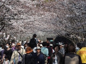 桜のトンネルを通って移動