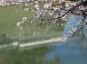 お堀と桜